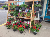 Hanging Baskets for a beautiful summer Live Plants
