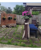 Hanging Baskets for a beautiful summer Live Plants