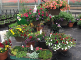 Plant - Hanging Baskets or Planter for sunny area Outdoor Plants