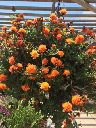 Plant - Hanging Baskets Full Sun (Portulaca is pictured)