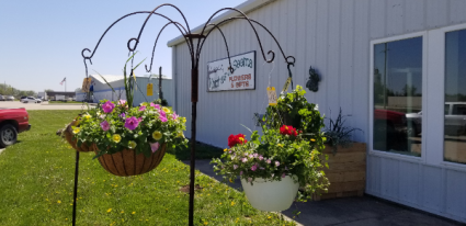 Hanging baskets Live plants in varying hanging baskets