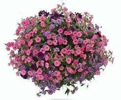 Hanging Baskets LOCAL DELIVERY ONLY