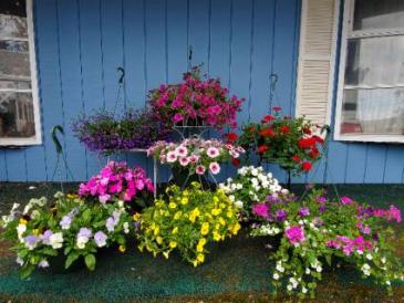 Hanging Baskets Mother's Day