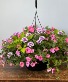 Hanging Baskets Mothers Day Hanging Baskets