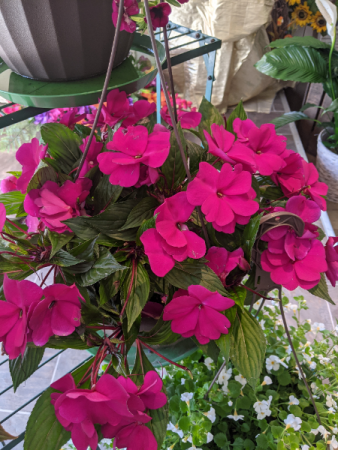 Patio Pots Potted Flowers in New Castle, IN | WEILAND'S FLOWERS