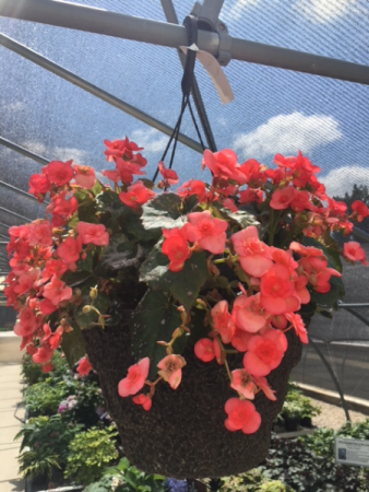 Plant - Hanging Baskets Shade (Rieger Begonia is pictured