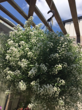 Plant - Hanging Baskets Sun (Lobularia is pictured)