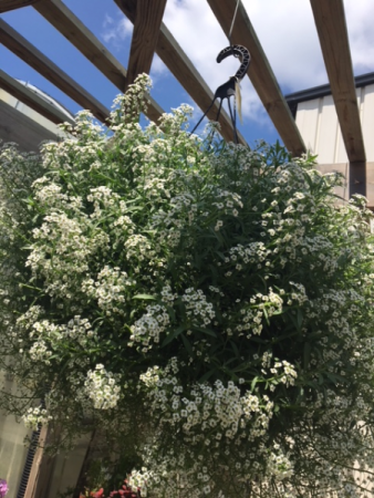 Plant - Hanging Baskets Sun (Lobularia is pictured)