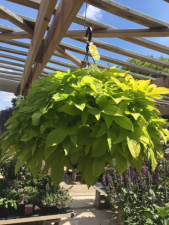 Plant - Hanging Baskets Sun-Part Shade (Sweet Potato Vine is shown)