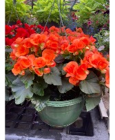 Hanging Begonia Basket 