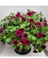 Hanging Bloomers  Petunia Basket Petunia Hanging Basket