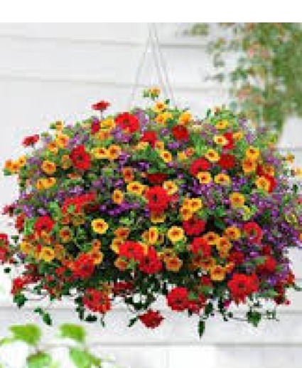Million Bells Hanging Basket  HB251 Colors/ Varieties 