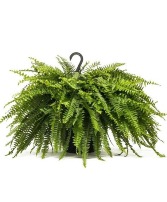 4 - Hanging Boston Ferns Plant