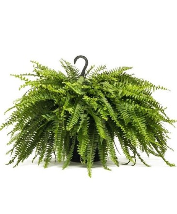 4 - Hanging Boston Ferns Plant in Gahanna, OH | EXPRESSIONS FLORAL DESIGN STUDIO 4 - Hanging Boston Ferns Plant in Gahanna, OH | EXPRESSIONS FLORAL DESIGN STUDIO