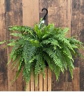 Hanging Boston Fern Plant