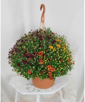Hanging Chrysanthemum Basket Outdoor Basket