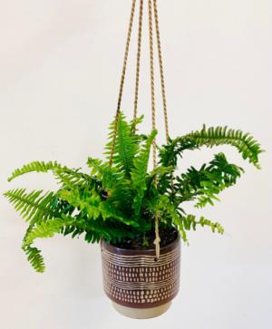 Assorted Foliage in Boho Hanging Pot Plant