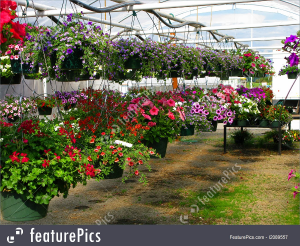 Hanging Flower Basket Fresh Basket in Roanoke, VA | Flowers By Eddie Hanging Flower Basket Fresh Basket in Roanoke, VA | Flowers By Eddie