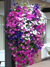 Hanging Flower Baskets 