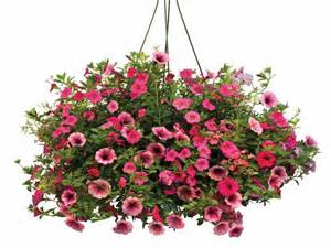 Hanging Flowering Baskets 