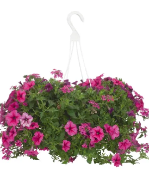 HANGING FLOWERING PLANT - DESIGNER'S CHOICE 