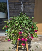 Hanging Fucshia Basket Plant