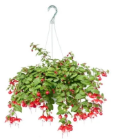 Hanging Fushsia Plant