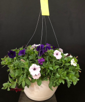 12” Blooming Sun Basket 2 Plant Basket