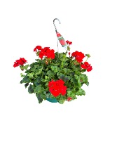 Hanging Garden Basket Plant