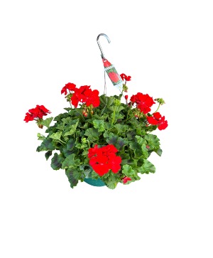 Hanging Garden Basket Plant