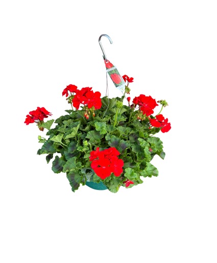 Hanging Garden Basket Plant