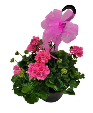 Hanging geranium 