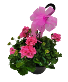 Hanging geranium 