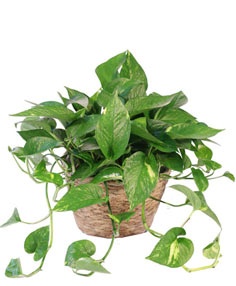 Hanging Golden Pothos House Plant