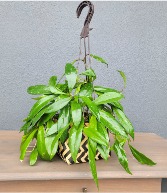 Hanging Hoya Crassipelata Plant in Black & Natural Basket