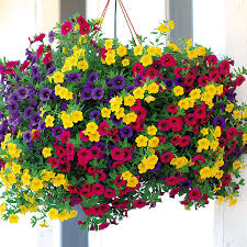 Hanging Flowering Plant 