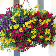 Hanging Million Bell Baskets  in Whitehall, PA | PRECIOUS PETALS FLORIST