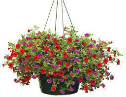 Hanging Flowering Plant  in Whitehall, PA | PRECIOUS PETALS FLORIST