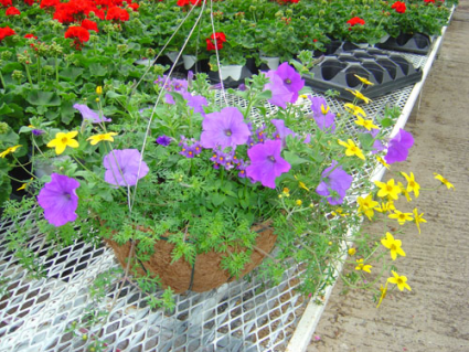 Hanging Outdoor Basket Mixed Annuals in Hanging Basket