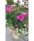 Hanging outdoor basket plant