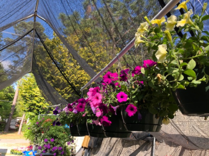 Hanging Outdoor Baskets