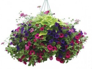 Hanging Patio Gardens Plants in Canon City, CO | TOUCH OF LOVE FLORIST AND WEDDINGS Hanging Patio Gardens Plants in Canon City, CO | TOUCH OF LOVE FLORIST AND WEDDINGS