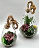 Hanging Pear Terrarium  indoor plant
