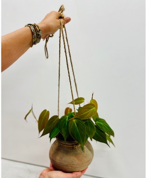 Hanging Philodendron Micans 