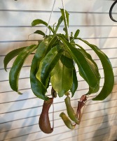 Hanging Pitcher Carnivorous Plant