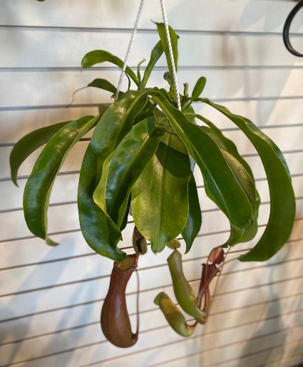 Hanging Pitcher Carnivorous Plant