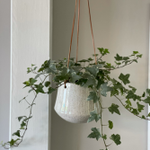Hanging Plant 