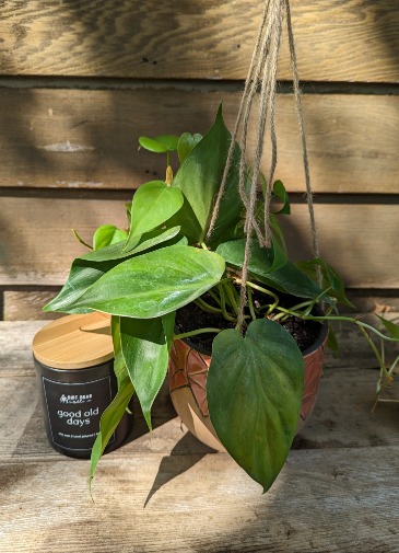 Hanging Plant and Candle Plant and candle in Iowa City, IA | Every Bloomin' Thing Hanging Plant and Candle Plant and candle in Iowa City, IA | Every Bloomin' Thing