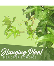 Hanging Plant Designer's Choice