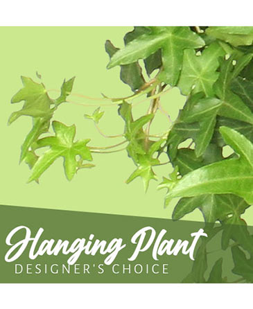 Hanging Plant Designer's Choice in Brentwood, TN | BRENTWOOD FLOWER SHOPPE